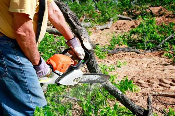 Best Stump Grinding Near Me  in Auburn, KS